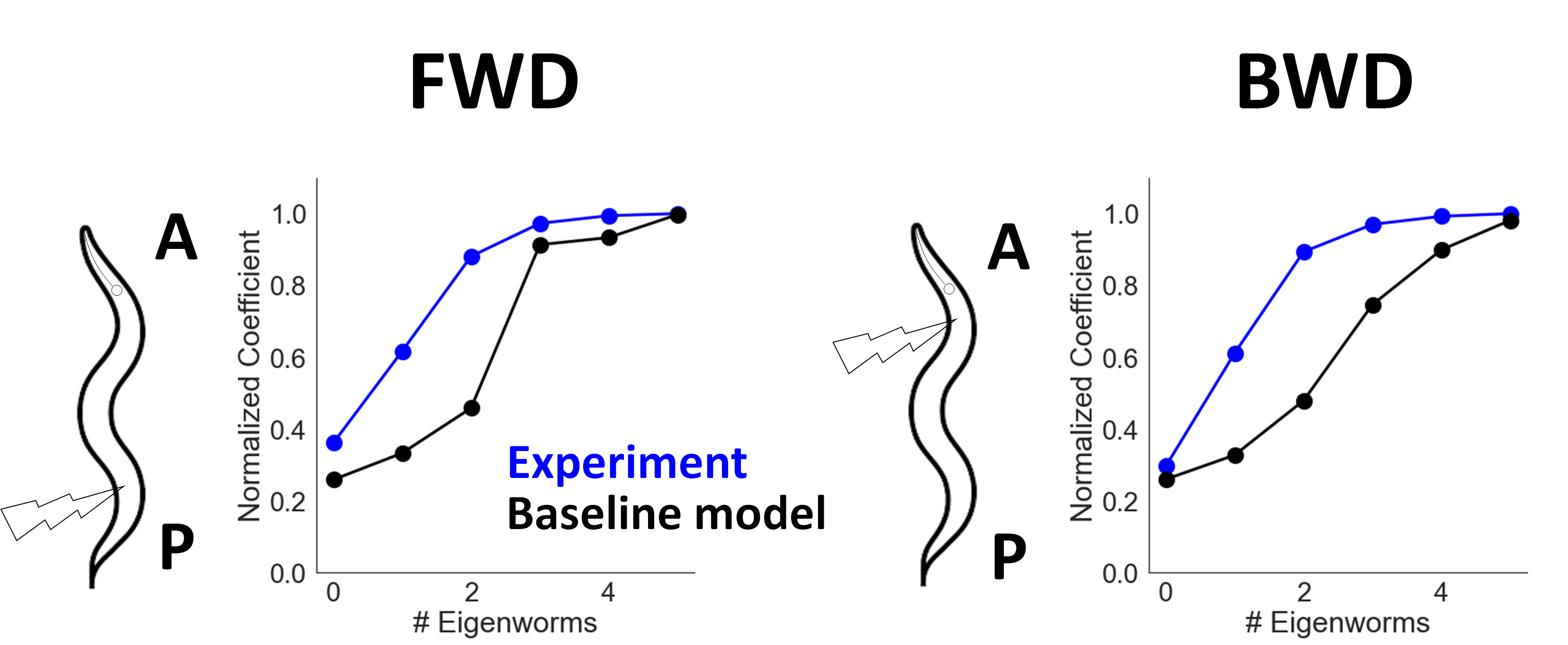 Baseline eigenworm discrepancy
